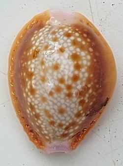 Erosaria helvola