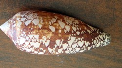 Conus aulicus géant