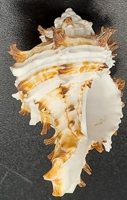 Hexaplex cichoreum