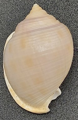 Semicassis bisulcata diutura