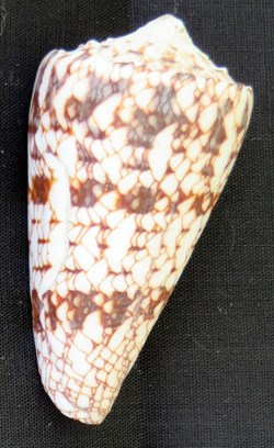 Conus araneosus
