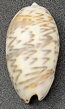 Oliva bulbosa undata