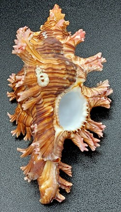 Chicoreus palmarosae