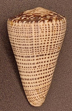 Conus leopardus