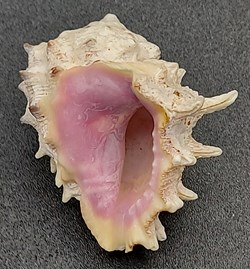 Drupa rubisidaeus