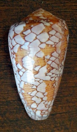 Conus pennaceus praelatus
