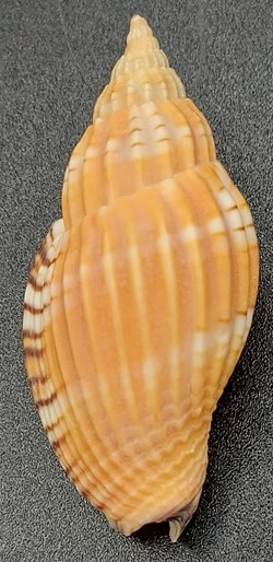 Lyria delessertiana
