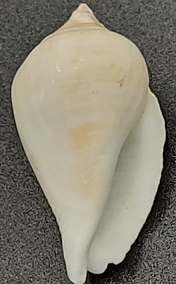 Strombus gibberulus albus
