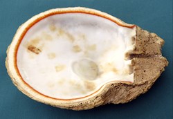 Spondylus candidus