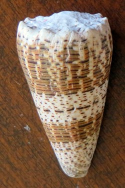 Conus imperialis