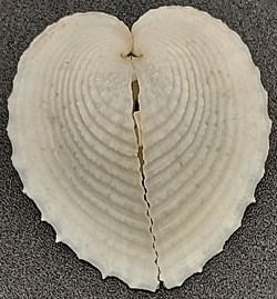 Corculum cardissa