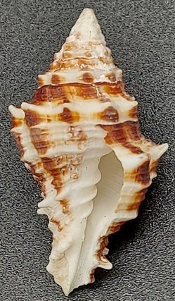 Latirus polygonus