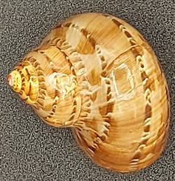 Turbo petholatus