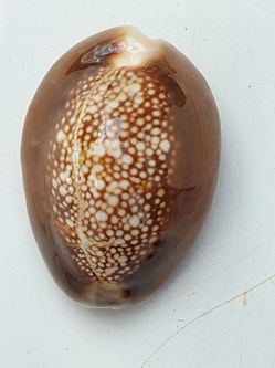 Monetaria caputserpentis