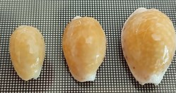 Ovatipsa chinensis albinos