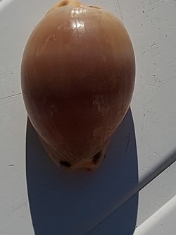 Luria lurida