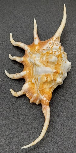 Lambis Crocata