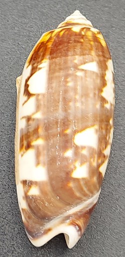 Miniaceaoliva miniacea johnsonii