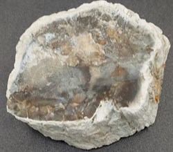 Bois silicifié