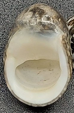 Nerita polita orbignyana