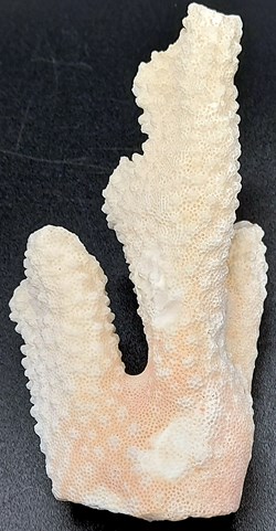 Acropora retusa