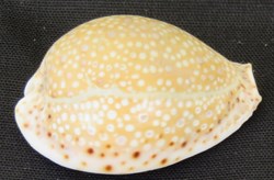 Erosaria ocellata