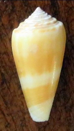 Conus consors