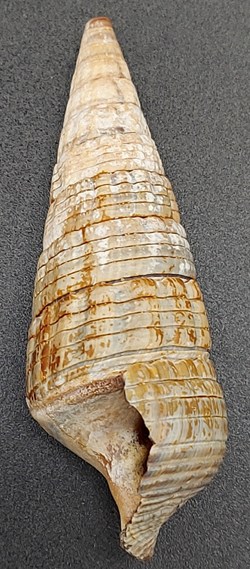 Terebralia palustris