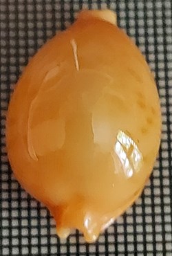 Pustularia margarita