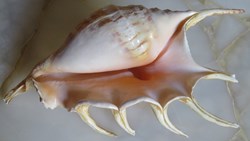 Lambis Truncata