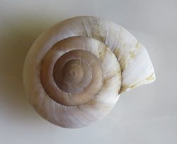 Allogona profunda