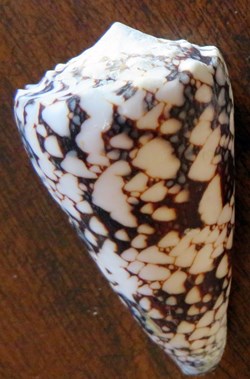 Conus bandanus