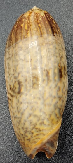 Oliva miniacea tremulina