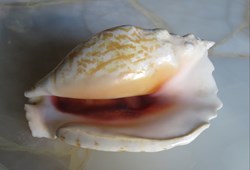 Sinustrombus sinuatus