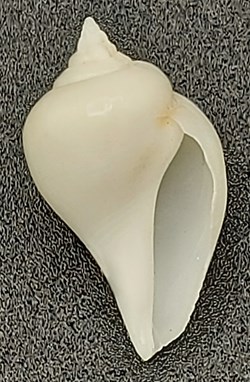 Gibberulus albus