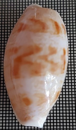 Talostolida teres