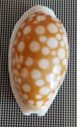 Cribrarula cribaria
