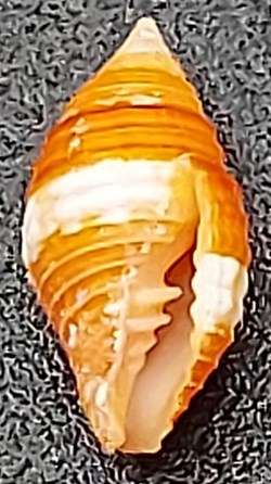 Mitra cucumerina
