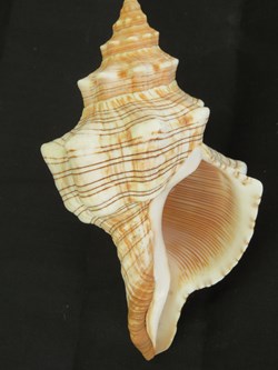 Pleuroploca trapezium