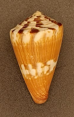 Conus namocanus