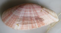 Tellina radiata