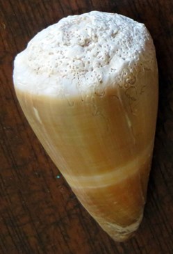 Conus lividus