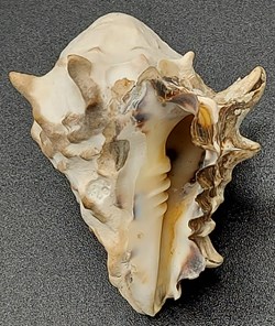 Vasum turbinellus