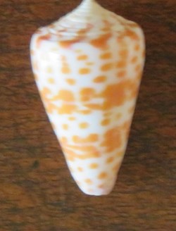 Conus tessulatus