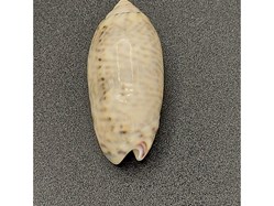 Oliva caerulea episcopalis