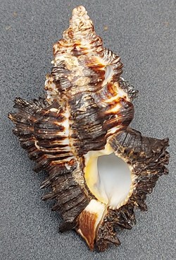 Chicoreus brunneus flavicundus