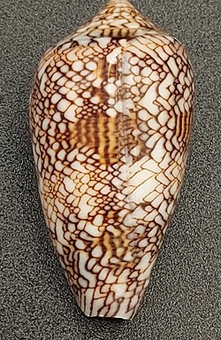 Conus textile (archiepiscopus)