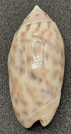 Oliva (Annulatoliva) maculata