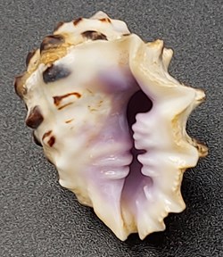 Drupa ricina
