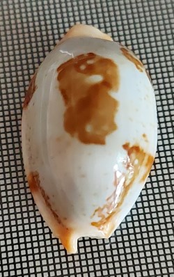 Bistolida stolida
